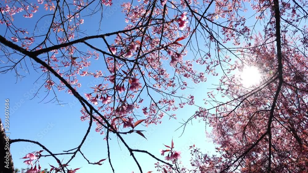beautiful pink flower blossom blooming in nature with sun light in the morning day beautiful pink flower blossom blooming in nature with sun light in the morning day