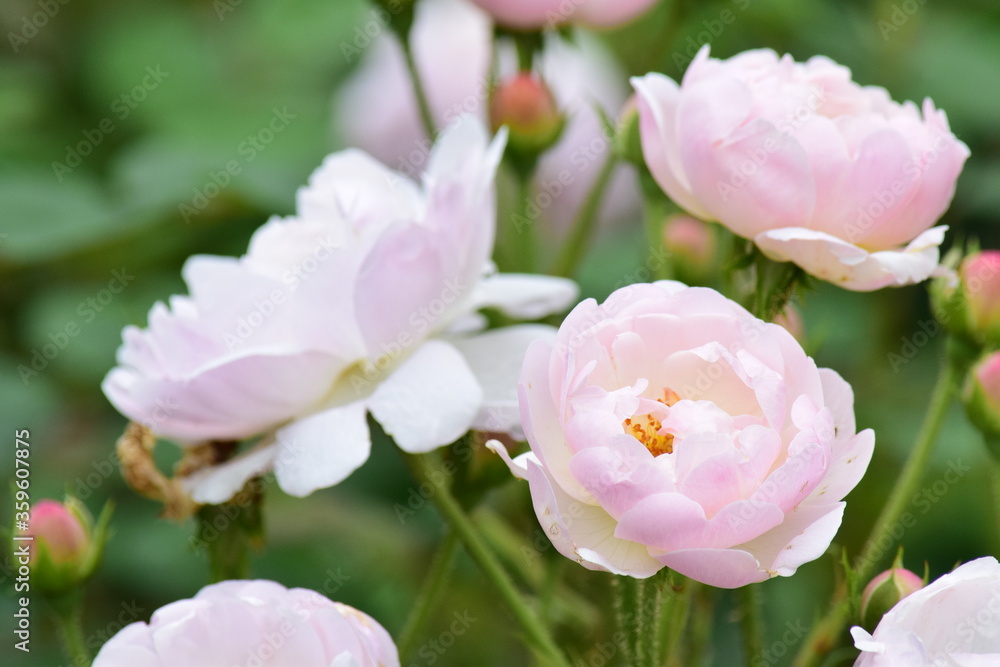 薔薇 薔薇