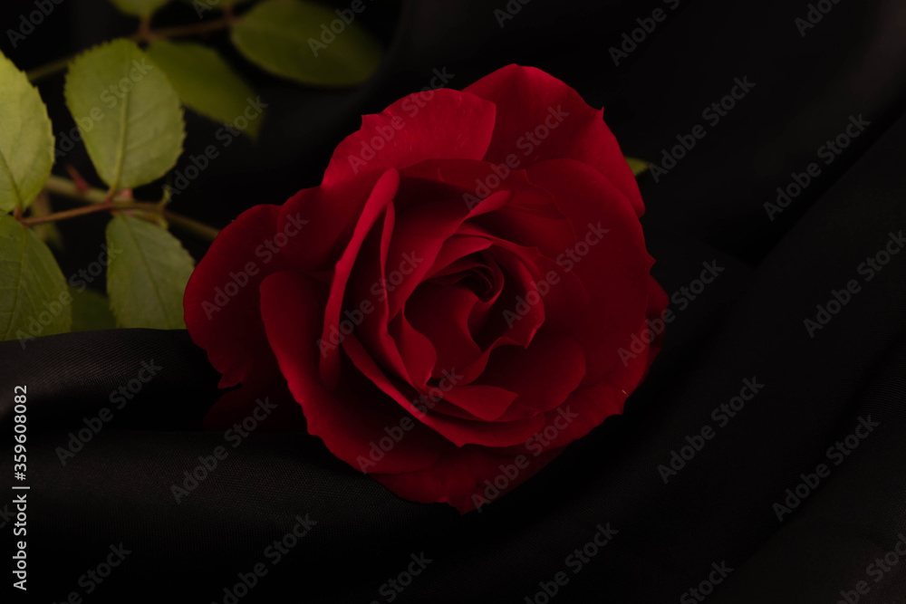 Fototapeta premium rote Rose