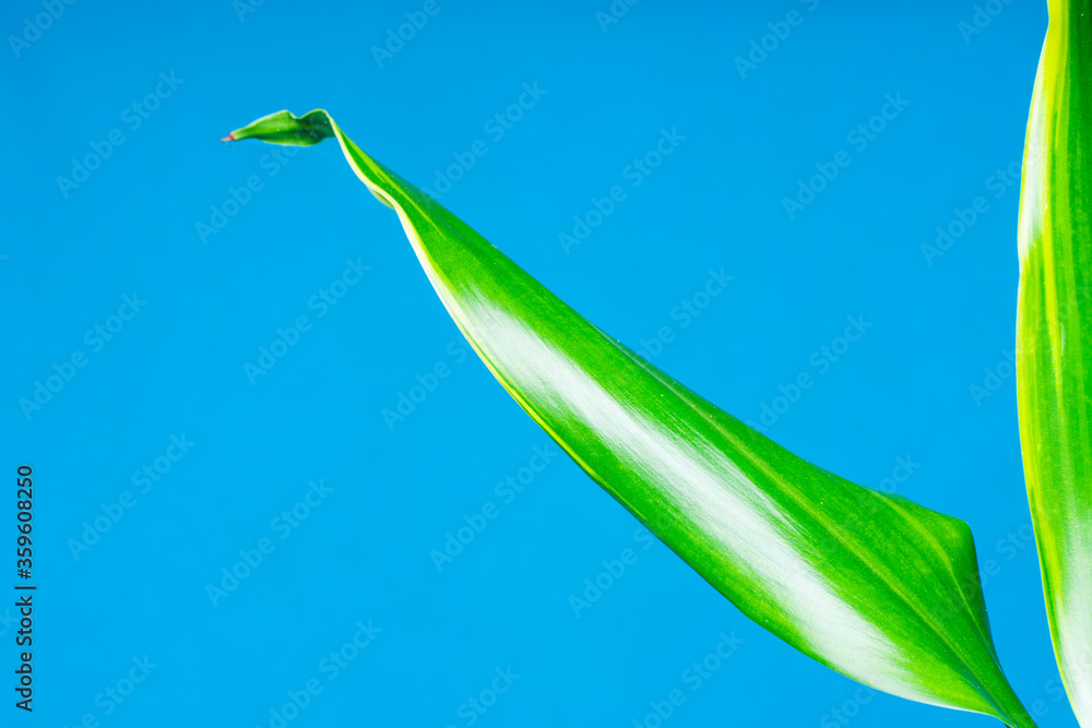 Obraz premium Grüne Palmenblätter auf blauem Studio Hintergrund