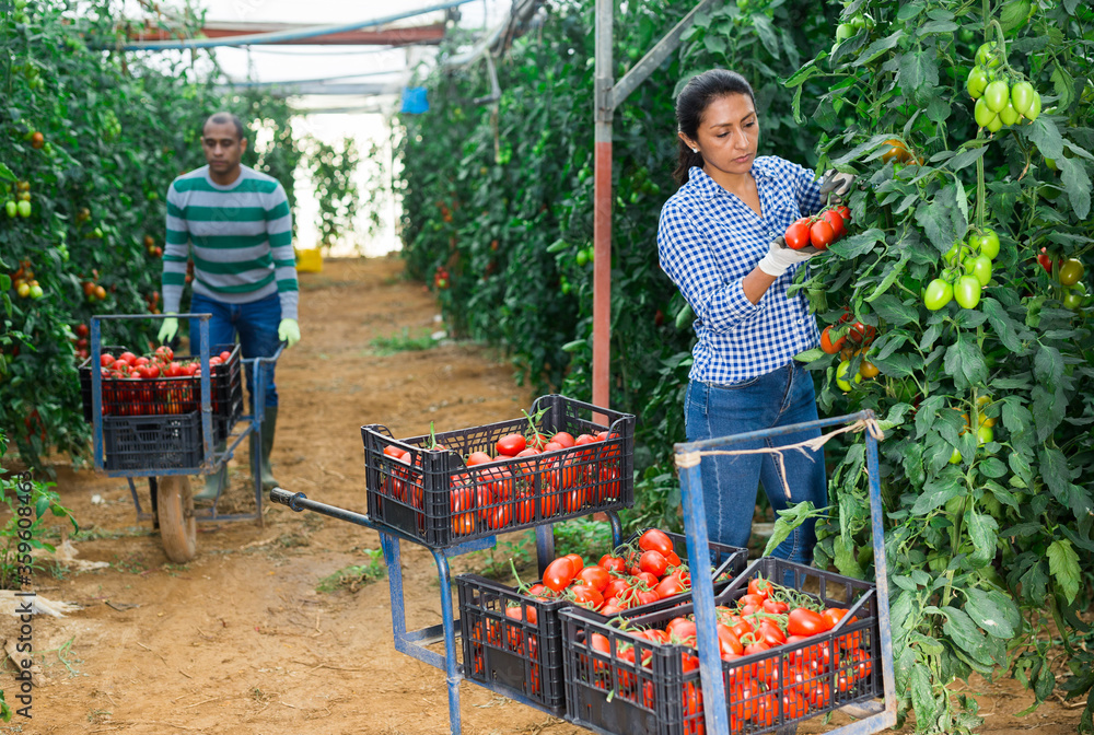 Obraz premium Colombian woman farmer harvesting red tomatoes in greenhouse