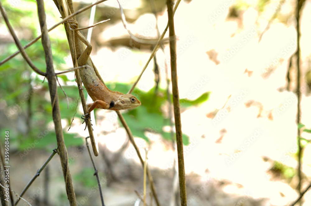 lizard on a tree lizard on a tree