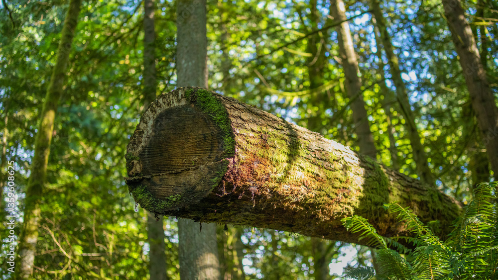 Log Log