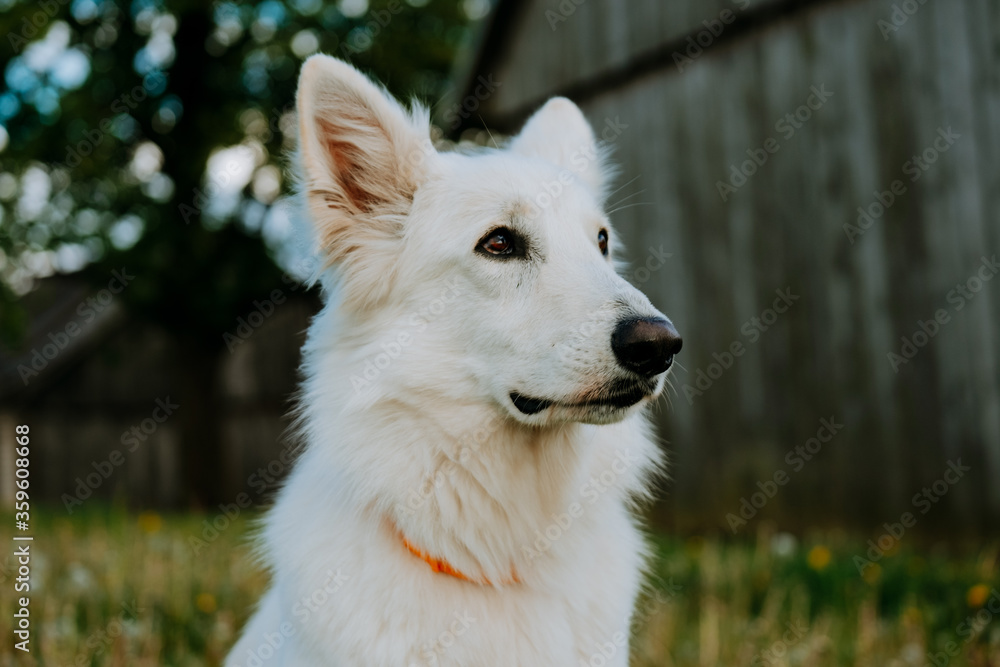 guilty looking swiss shepherd 