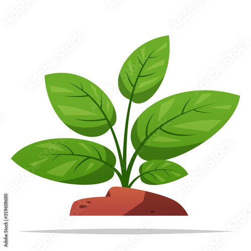 Aquatic plant vector isolated illustration