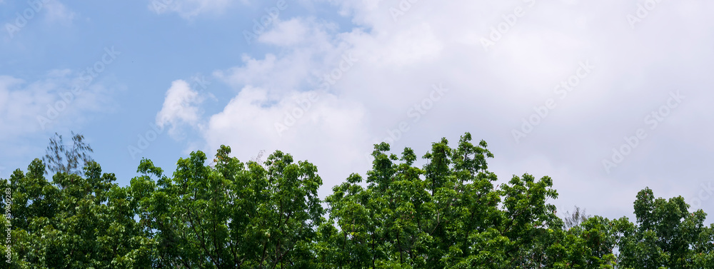 The top of the trees and blue sky panorama for background The top of the trees and blue sky panorama for background