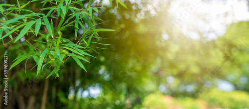 Natural bamboo tree leaf with green blur background
