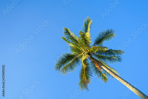 palm tree against blue sky © tendo23
