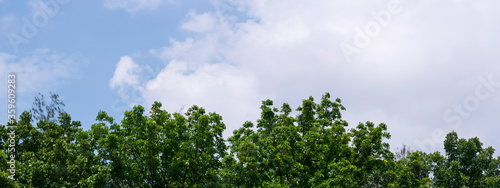 The top of the trees and blue sky panorama for background