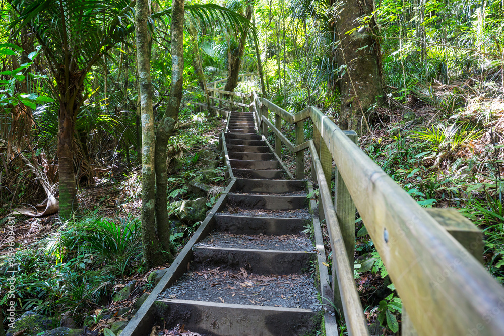 Obraz premium Boardwalk in the forest