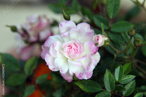 Closeup of beautiful pink rose surrounded by green leaves and foliage