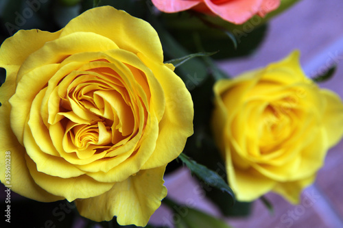 Beautiful yellow roses surrounded by green leaves