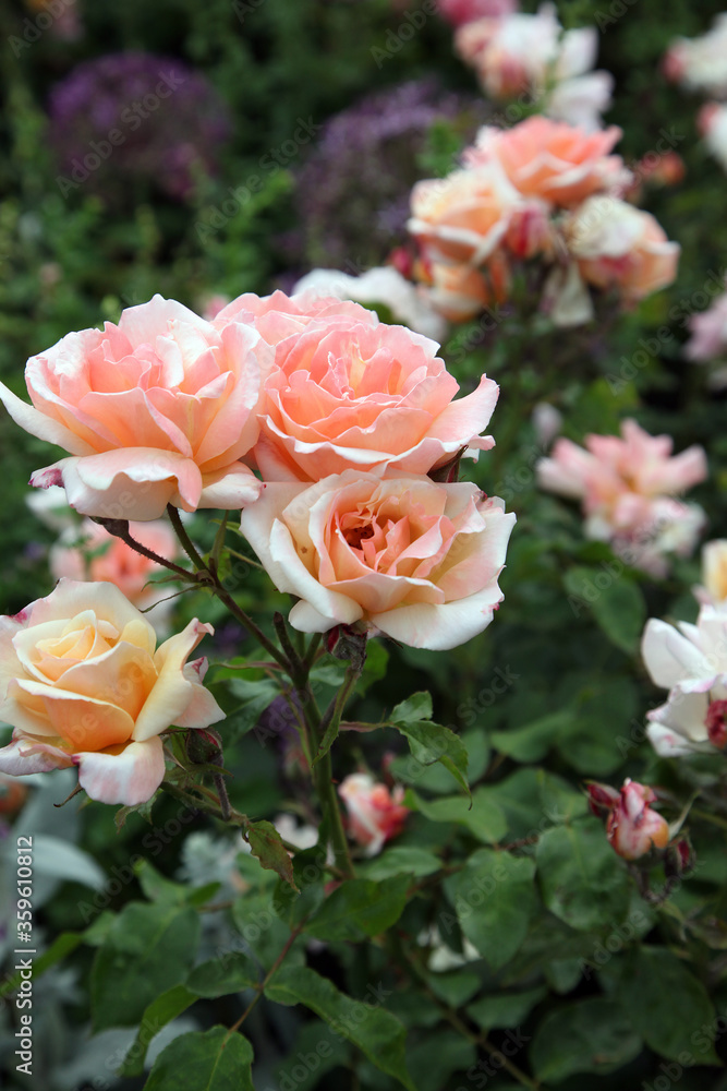 Beautiful apricot roses surrounded by green foliage