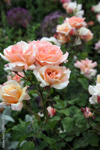 Beautiful apricot roses surrounded by green foliage