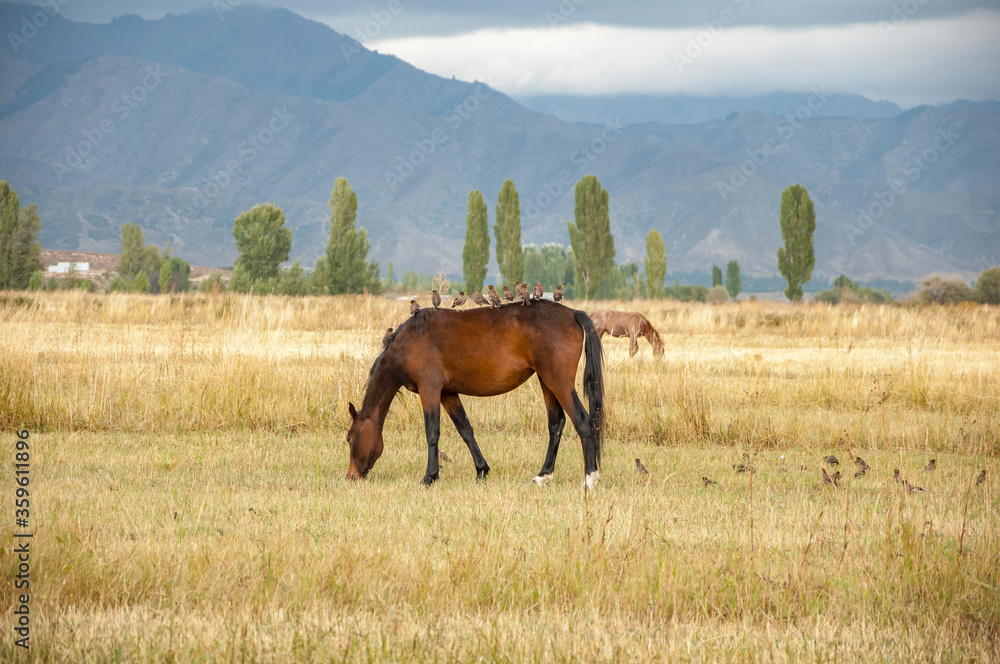 Fototapeta premium Brown horse with birds sitting on its back, grazing on dried grass field in Kyrgyzstan