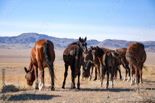 Herd of gorgeous brown horses (Equus ferus caballus) grazing at dried steppe in Central Asia with blue mountains on the background, nature in Kazakhstan