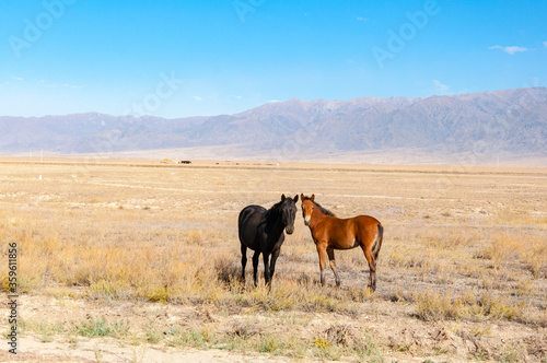 Two gorgeous brown horses (Equus ferus caballus) grazing at dried steppe in Central Asia with blue mountains on the background, nature in Kazakhstan