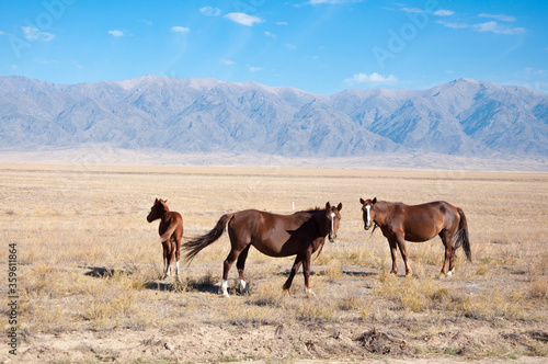 Gorgeous horse  Equus ferus caballus  and foal grazing at dried steppe in Central Asia with blue mountains on the background  nature in Kazakhstan