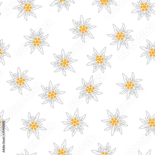 Seamless background with Edelweiss. Edelweiss in a chaotic order on a white background. Symbol of the Alpine mountains. European Royal flower. Vector illustration for design and web.