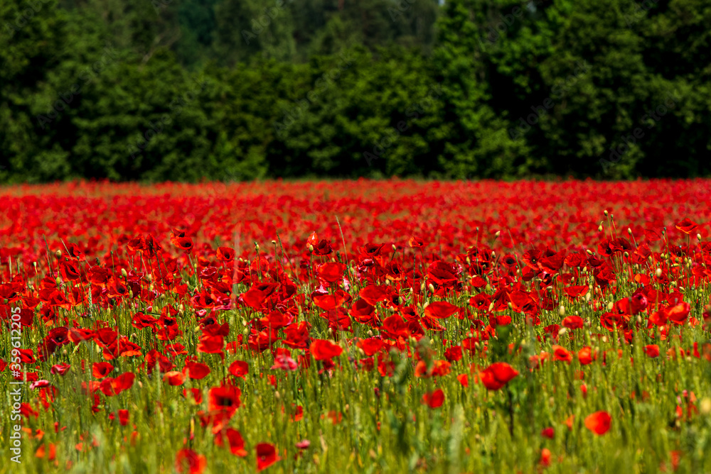 red poppies in one large beautiful poppy field