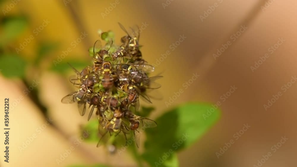 Honey bees sucking nectar from holy basil flower