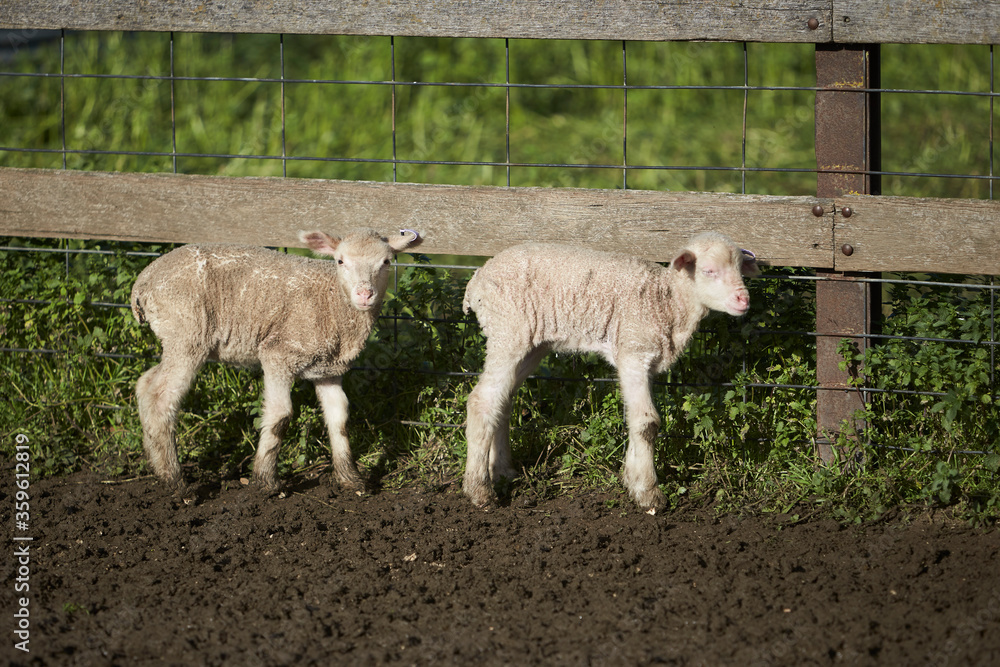 Fototapeta premium Sheep and Lambs