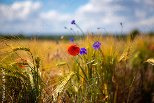 some blue cornflowers and red poppies stand in front of a brown cornfield © karegg