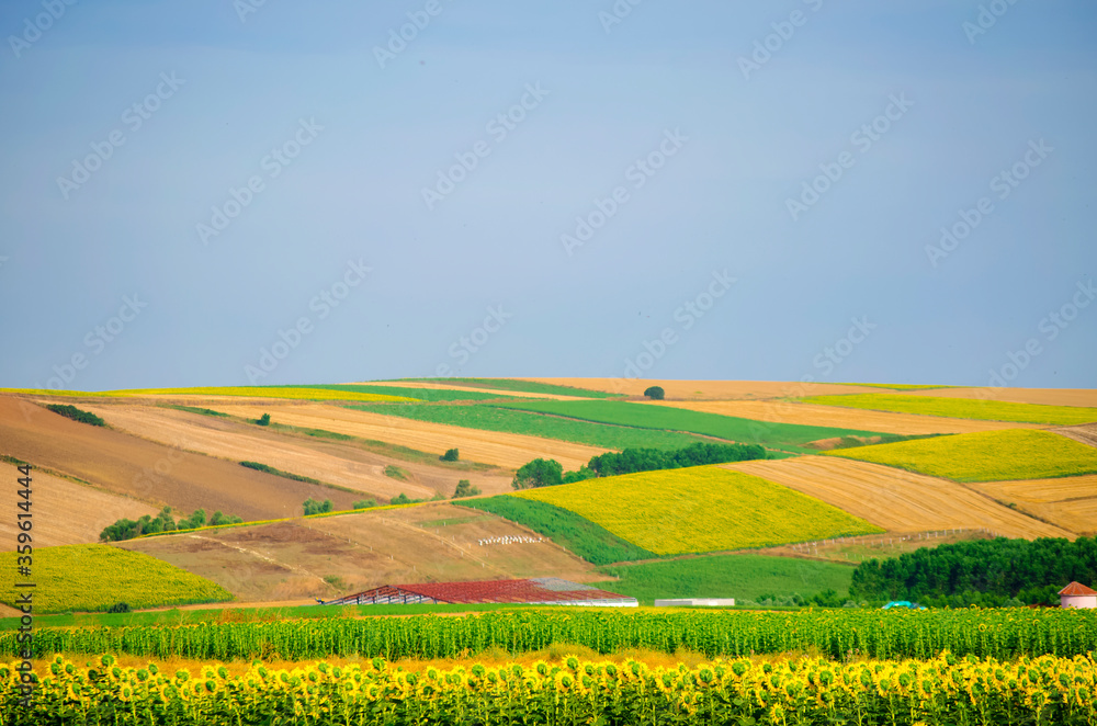 Sunflower field against background of multi-colored farm fields with colorful agricultural crops.  Farming in Turkey. Agricultural field in the suburbs of Istanbul, Silivri. Selective focus image.