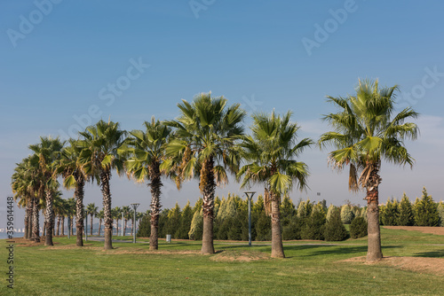 Palm trees at sea coast