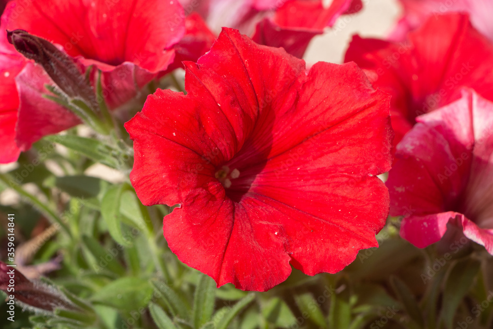 Red petunia flowers in a garden during spring Red petunia flowers in a garden during spring
