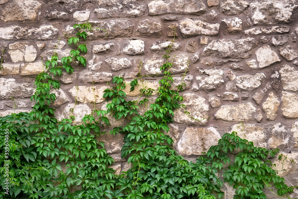 Green wild grapes on old stone wall. Selective focus Green wild grapes on old stone wall. Selective focus