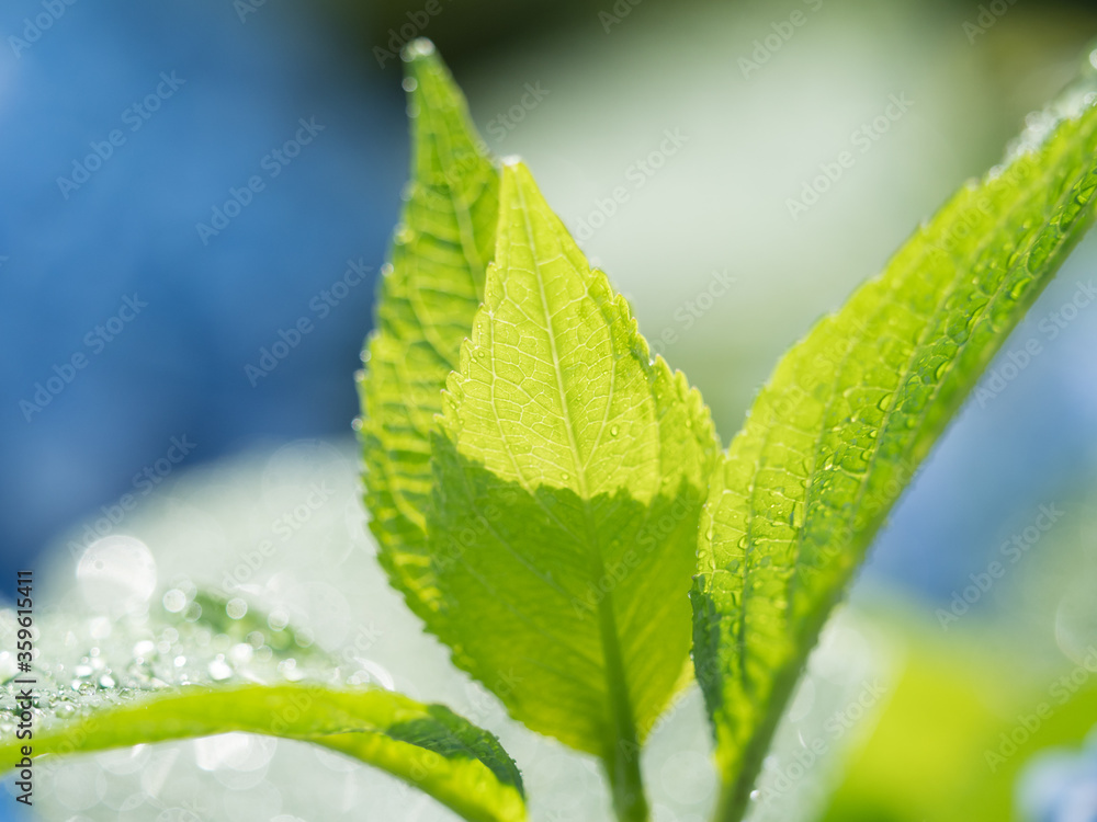 雨上がりのアジサイ