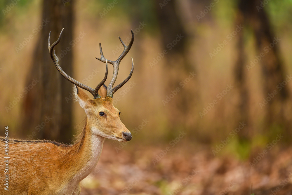 Male Barasingha or Rucervus duvaucelii or Swamp deer portrait of elusive and vulnerable animal at kanha national park or tiger reserve madhya pradesh india Male Barasingha or Rucervus duvaucelii or Swamp deer portrait of elusive and vulnerable animal at kanha national park or tiger reserve madhya pradesh india
