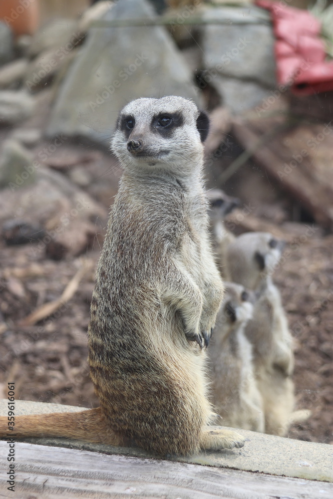 Suricate du zoo de Wellington, Nouvelle Zélande Suricate du zoo de Wellington, Nouvelle Zélande