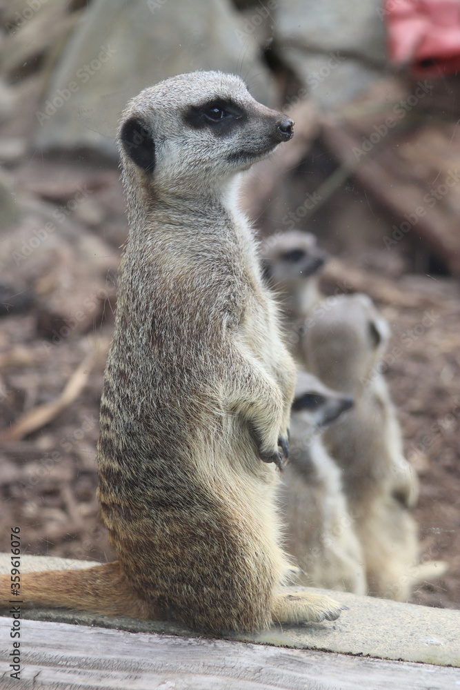 Fototapeta premium Suricate du zoo de Wellington, Nouvelle Zélande