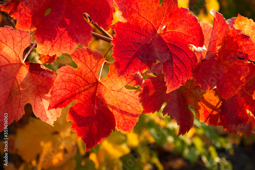 Red grape leaves close-up. Bright sunlight. Autumn natural background. Beautiful autumn leaves on a vine.