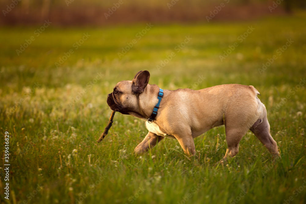French bulldog fetching stick and playing
