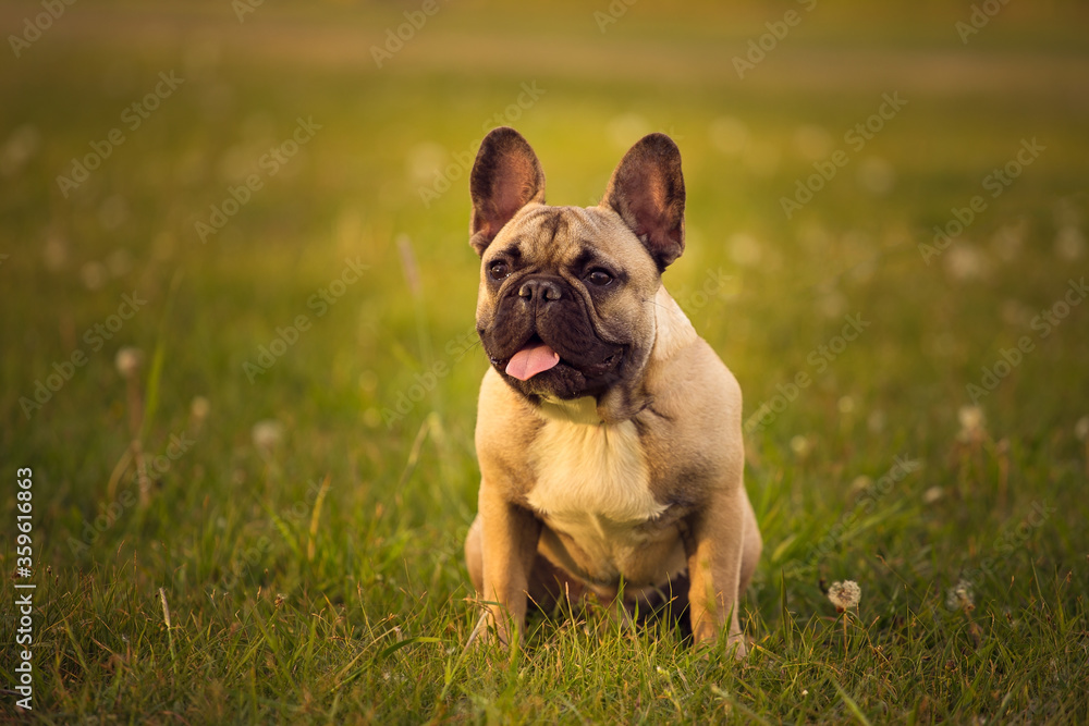 French bulldog posing in the grass