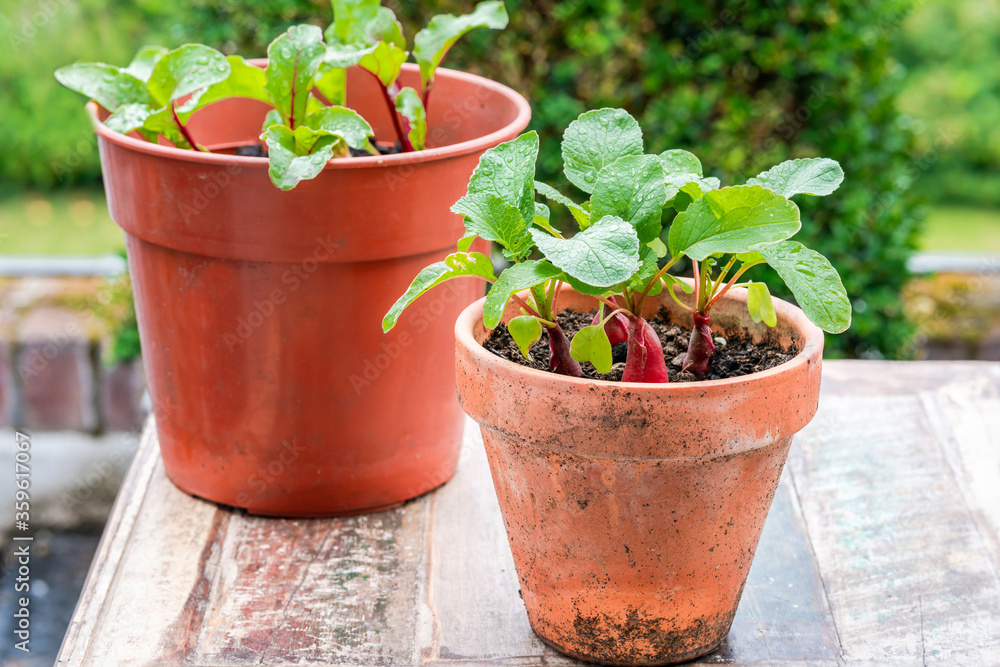 Young raddish and  beetroot plants in pots on an outdoor table - urban vegetable garden idea