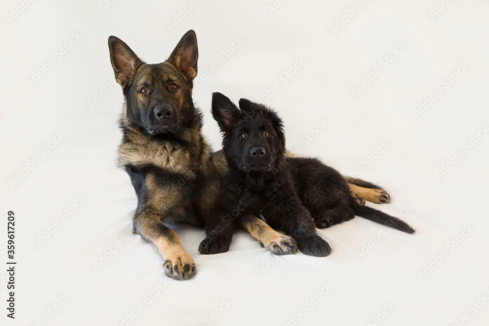 A German shepherd and an Old German Shepherd pup 