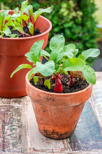 Young raddish and beetroot plants in pots on an outdoor table - urban vegetable garden idea