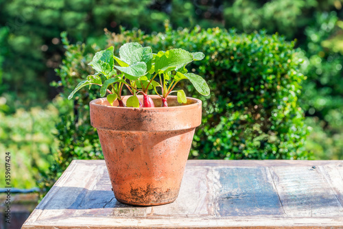 Fototapeta Naklejka Na Ścianę i Meble -  Young raddish plants in a pot on an outdoor table - urban vegetable garden idea
