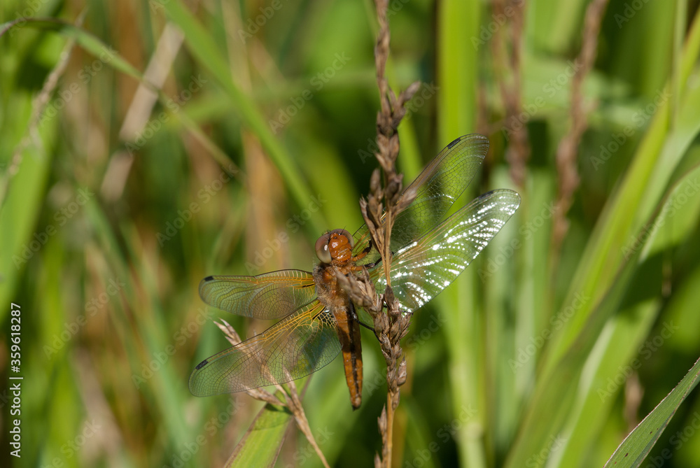 la libellula su una pianta acquatica si scalda al sole la libellula su una pianta acquatica si scalda al sole