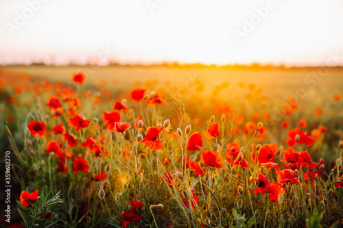 Red poppies field at sunset. Soft focus.