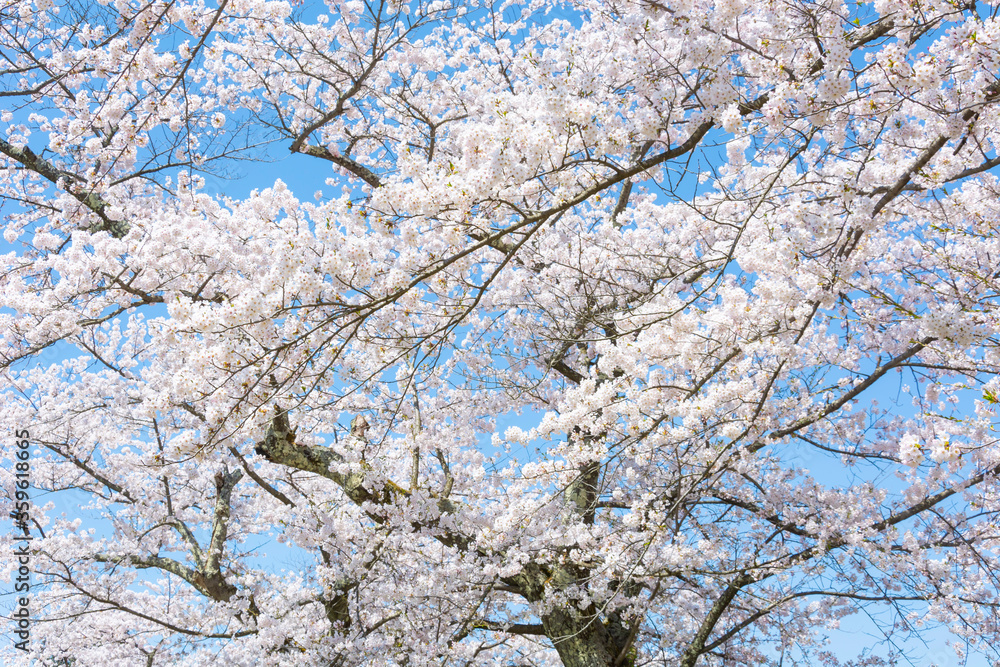 会津の桜 会津の桜