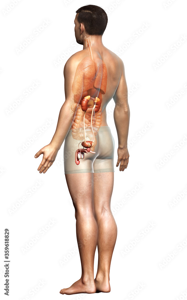 3d rendered, medically accurate illustration of the kidneys 3d rendered, medically accurate illustration of the kidneys