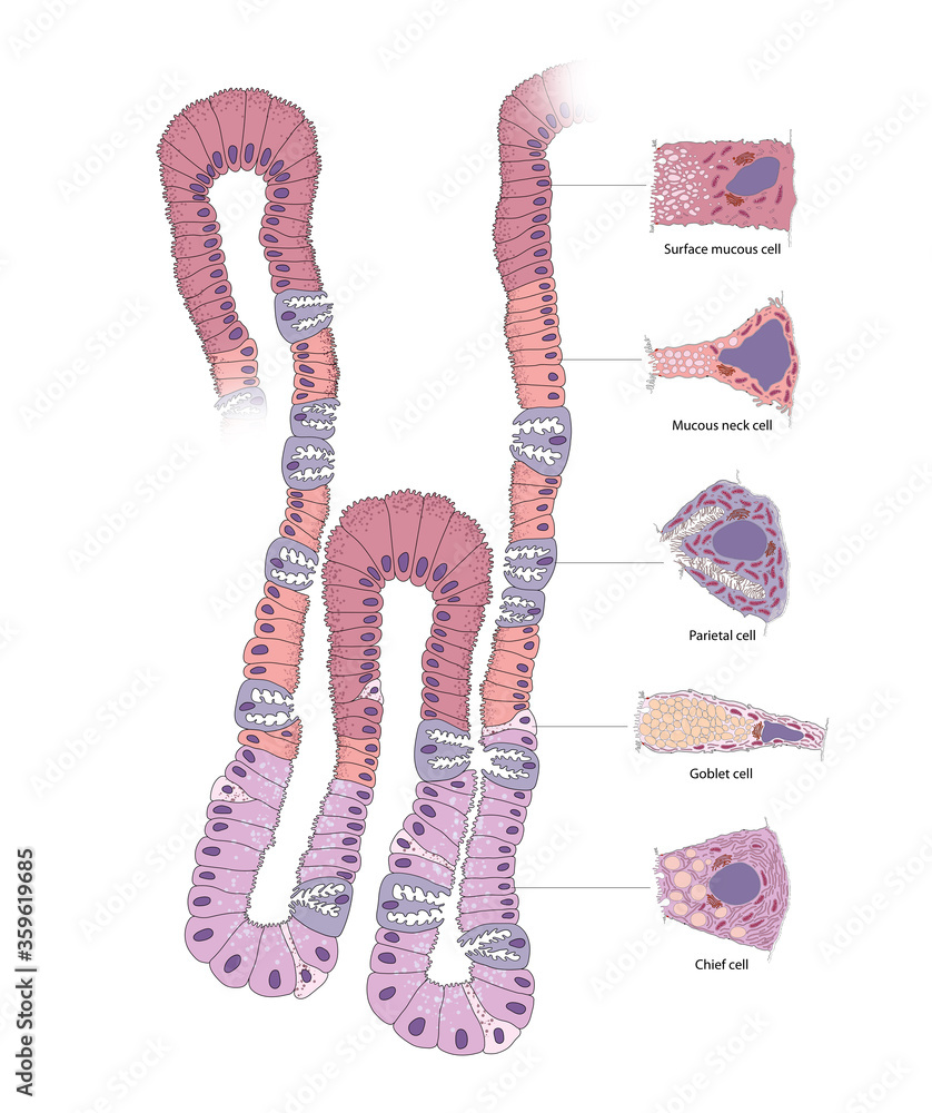 What Is A Gastric Gland Gastric Glands Biology Diagrams