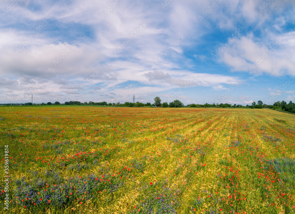 Agricultural landscape. Blooming poppies (Papaver) on wheat field on a sunny day