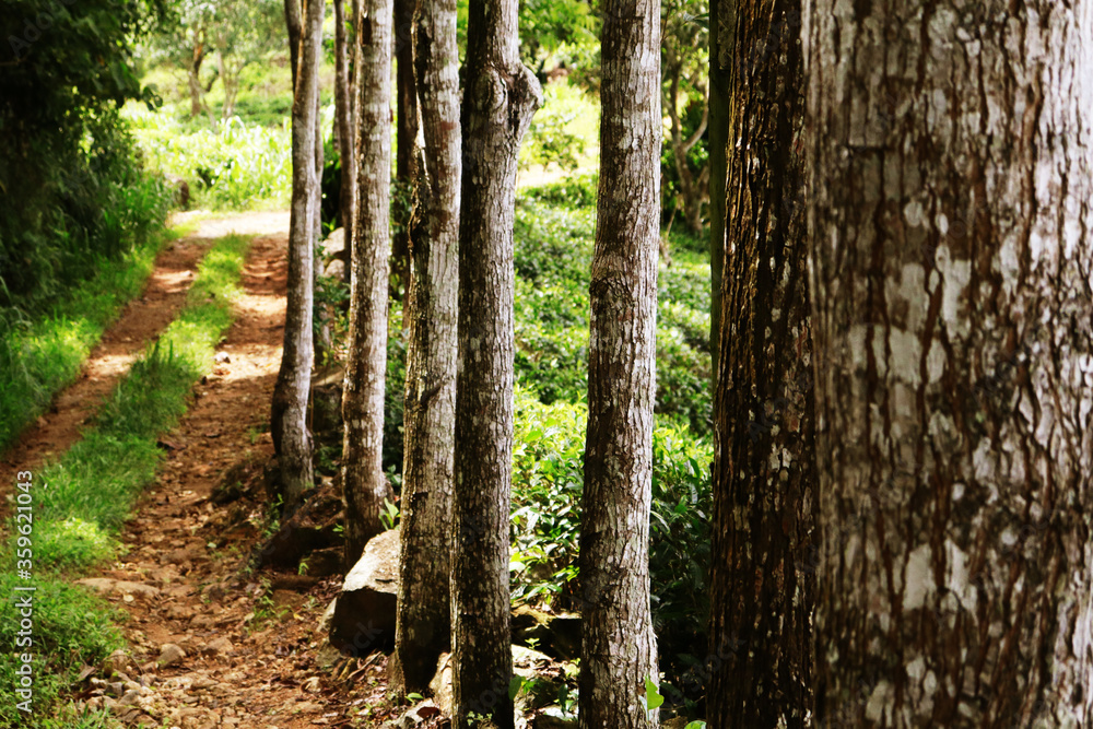 tree trunk in the forest