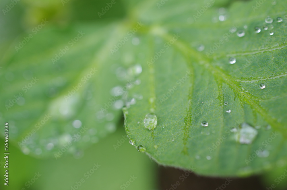 雨上がりの葉と滴 雨上がりの葉と滴